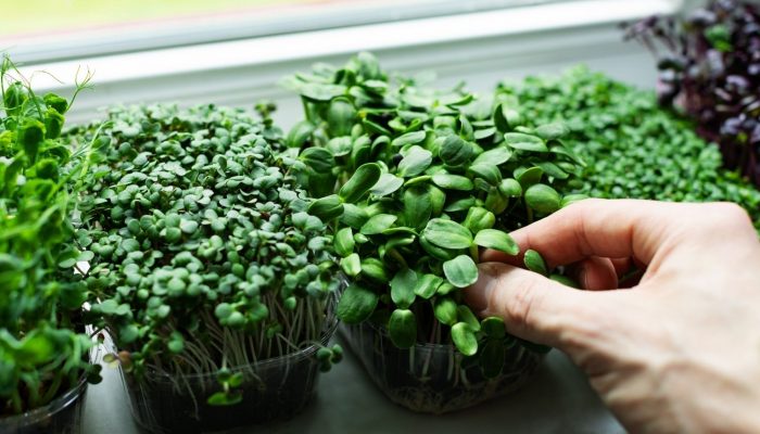 Why You Should Grow Your Own Microgreens