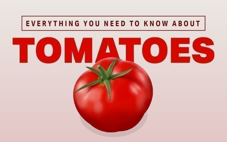 关于西红柿你需要知道的一切